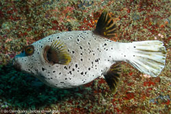 BD-070403-Similan-4030223-Arothron-nigropunctatus-(Bloch---Schneider.-1801)-[Blackspotted-puffer].jpg